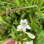 Penstemon digitalisFlower