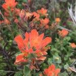 Castilleja affinis Kvet