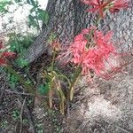 Lycoris radiata പുഷ്പം