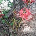 Lycoris radiata Flower