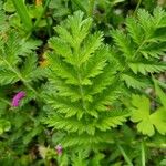 Erodium manescavi পাতা
