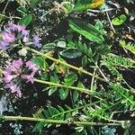 Oxytropis lapponica फूल