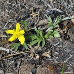 Ranunculus fascicularis Habitus