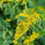 Solidago canadensis花