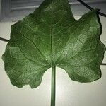 Sechium edule Φύλλο