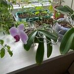 Phalaenopsis spp.花