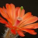 Echinocereus acifer Flower