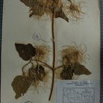 Clematis buchananiana Altres