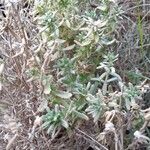 Teucrium dunense Fulla