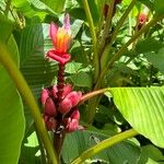 Musa velutina Fiore