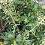 Iberis carnosa Hoja