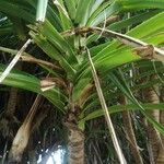 Pandanus odorifer Leaf