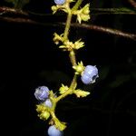 Bertiera bracteosa Flower