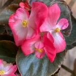 Begonia cucullata cv. 'Doublet Rose Pink'Цветок