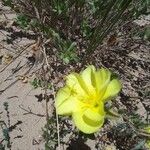 Oenothera drummondii Fleur
