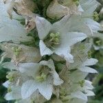 Campanula thyrsoides Flower