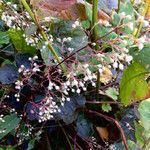 Heuchera micrantha Fruit