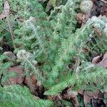 Polystichum braunii Φύλλο