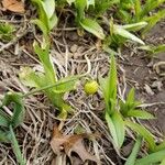 Galanthus elwesii Frugt