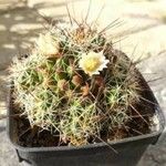 Mammillaria decipiens Foglia