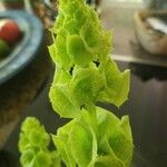 Moluccella laevis花