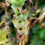 Physostegia virginiana Fruit