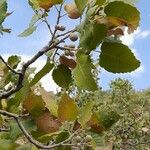 Quercus brantii Diğer