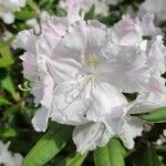 Rhododendron maximumFlor