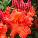 Rhododendron calendulaceum Flower