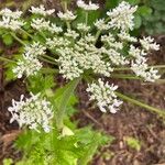 Heracleum mantegazzianumBlüte