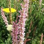 Francoa sonchifolia Flors