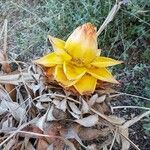 Musella lasiocarpa 花
