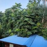 Artocarpus altilis পাতা