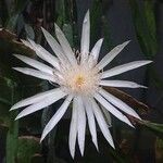 Epiphyllum hookeri Květ