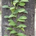 Pothos scandens List