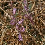 Allium parciflorum Kukka