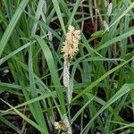 Carex riparia Cvet