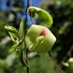 Macrotyloma axillare Flower