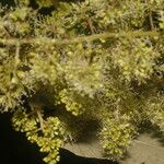 Vitis tiliifolia Habitus