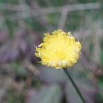 Pilosella peleteriana Fleur