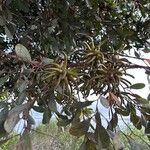 Eucalyptus lehmannii Leaf