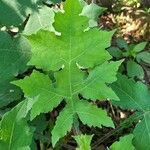 Polymnia canadensis Leaf