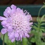 Scabiosa lucida花