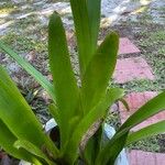 Guzmania plumieri Листок