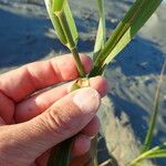 Phragmites karka Liść