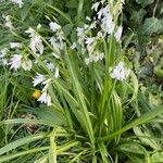 Allium triquetrum Квітка