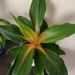 Chlorophytum orchidastrum Leaf