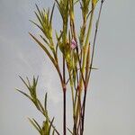 Hygrophila senegalensis Leaf