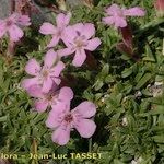 Saponaria caespitosa Tervik taim