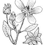 Malope malacoides Other